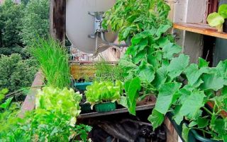 Які овочі можна виростити на балконі