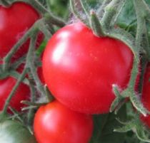 Вирощування помідорів на балконі: як правильно виростити томати черрі