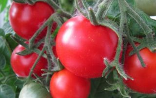 Вирощування помідорів на балконі: як правильно виростити томати черрі