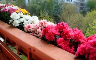 Як виростити квіти на балконі