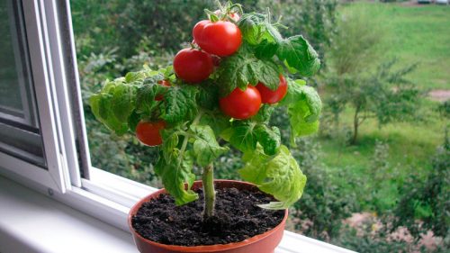 Вигода балконного вирощування помідорів